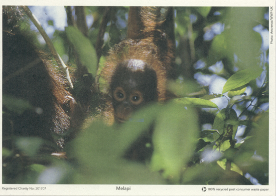 [cute baby orangutan]